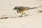 Cape Wagtail portfolio