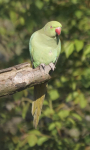 Ring Necked Parakeet