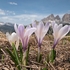White crocus (Crocus vernus ssp albiflorus) 