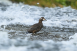 Harlequin Duck (female), River Laxa, Iceland