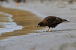 Striated Caracara at water's edge, Carcass Settlement, Falklands