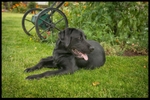 Bailey