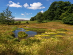 Rocher Bog (02)