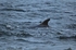 Bottlenose Dolphin