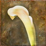 Calla