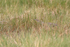 American Bittern in long grass, Viera Wetlands, Florida