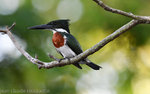 Green Kingfisher