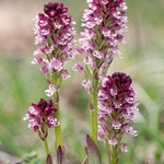 Burnt-tip Orchid (Neotinea ustulata) also formerly  Orchis ustulata)