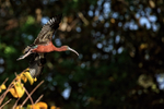 Flying Glossy Ibis & dark background, Wakodahatchee Wetlands, Florida