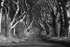 Dark Hedges, Stranocum