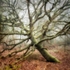 Still Standing