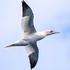 BBW-07-Gannet in Flight