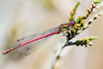 Large Red Damselfly