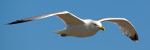 Herring Gull