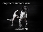 equiscot1713