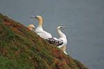 Gannets