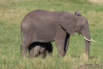 Masai Mara Elephants 10