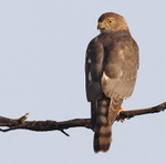 Shikra