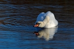 Mute Swan