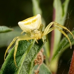 Crab spider (Thomisus onustus) ♀︎