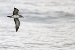 Pink-footed Shearwater portfolio