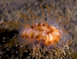 Caryophyllia smithii
