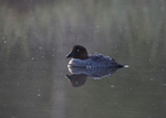 Goldeneye