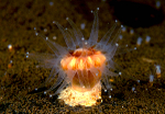 Caryophyllia smithii