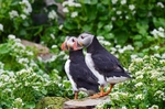 Puffins