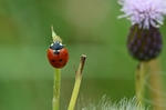 Seven-spot Ladybird