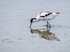 Avocet