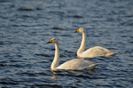 Whooper Swans