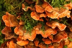 Fungus on Log