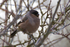 Bullfinch (female) at Otmoor