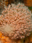 Tubularia larynx