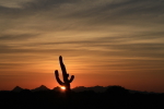 Saguaro Sunset