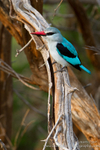 Early morning hunting woodlands kingfisher