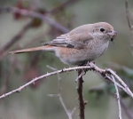 Isabelline Daurian Shrike