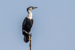White-breasted Cormorant