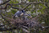 Grey Heron nest with chicks
