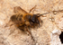 Andrena nigroaenea (m)