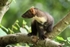 Pine Marten