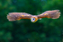 Ashy faced owl Tyto glaucops-8547
