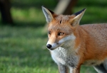 Red Fox
