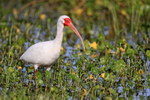 White Ibis, Viera Wetlands, Florida