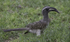 African Grey Hornbill, female