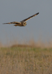 Short Eared Owl