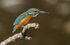 Female Kingfisher