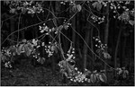 Branch  Flowers