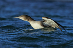 Great Northern Diver (juvenile), Farmoor Reservoir